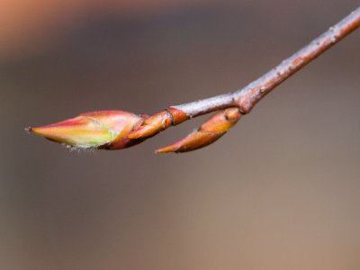 Amalanchier canadensis - muchovník kanadský - pupen